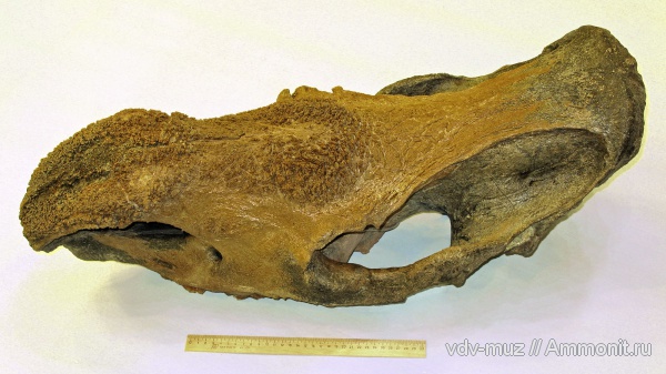 плейстоцен, носороги, четвертичный период, Coelodonta, Coelodonta antiquitatus, Rhinoceros, Rhinoceros thichorhinus