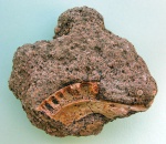 Лабиринтодонт  бентозух сушкина (Benthosuchus sushkini) (челюсть)