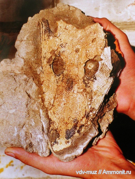 Амфибии ископаемые Самарской области