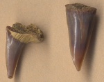 Зубы акулы Sphenodus cf. longidens