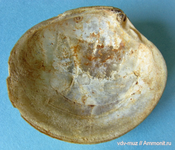 моллюски, палеоген, двустворчатые моллюски, Venerupis, Veneridae, Балашейское месторождение, танетский ярус, Cytherea, Meretrix