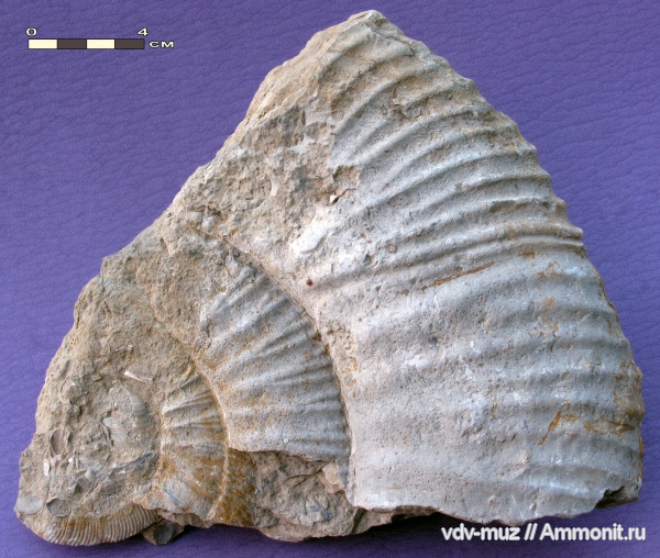 юра, макроконхи, волжский ярус, титон, Zaraiskites zarajskensis, Большечерниговский район, Macroconchs, Tithonian, Volgian, Jurassic