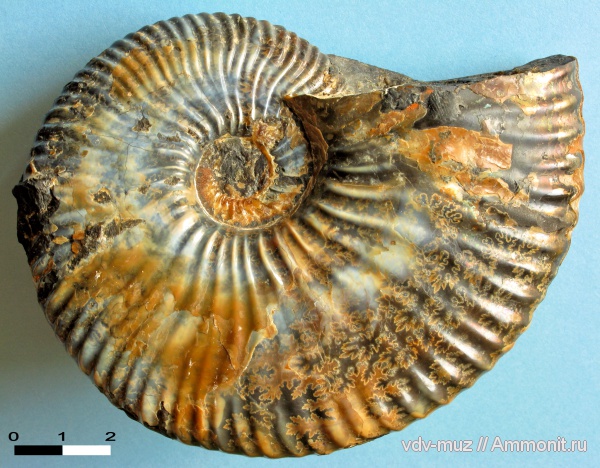 аммониты, мел, Deshayesites, Craspedodiscus, Craspedodiscus discofalcatus, Ammonites, Cretaceous