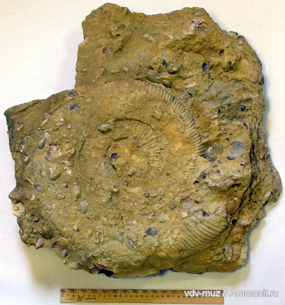 юра, мегаконхи, волжский ярус, Борский район, Macroconchs, Virgatites giganteus, Volgian, Jurassic