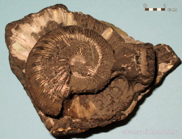 юра, Самарская область, Virgatites virgatus, Кашпир, Jurassic