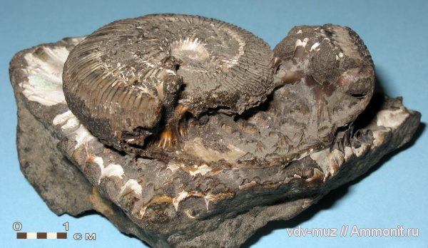 юра, Самарская область, Virgatites virgatus, Кашпир, Jurassic