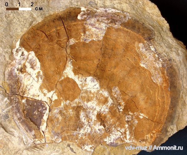 моллюски, двустворчатые моллюски