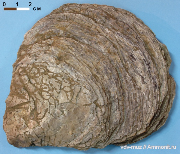 устрицы, Ostrea, Platygena asiatica