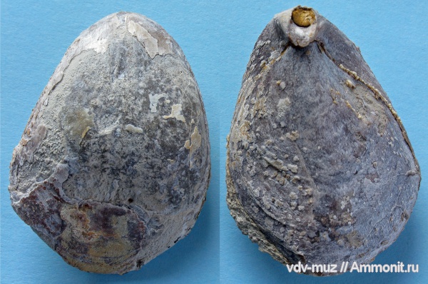 брахиоподы, Dielasma, Beecheria, Бузбаш