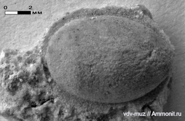 юра, Флора, байос, семена, гинкговые, гинкго, Carpolithes, Bajocian, Jurassic