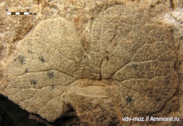 юра, папоротники, байос, Hausmannia, Hausmannia crenata, Bajocian, Jurassic