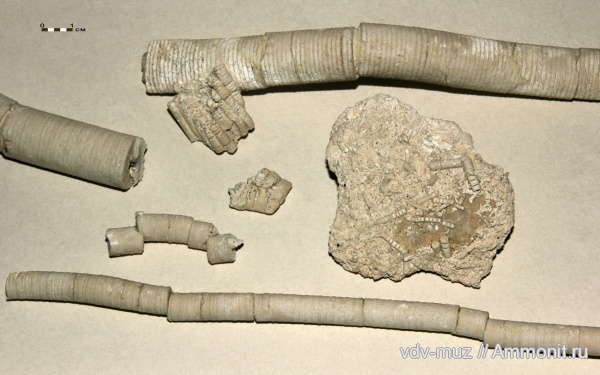 морские лилии, иглокожие, карбон, гжельский ярус, Moscovicrinus, Synerocrinus, Самарская Лука, флексибилии