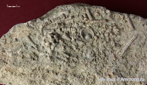 морские лилии, иглокожие, карбон, гжельский ярус, Самарская Лука, Stellarocrinidae