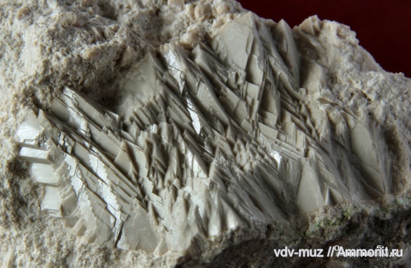 морские лилии, иглокожие, карбон, гжельский ярус, Самарская Лука, Poteriocrinus