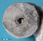 потериокринус Poteriocrinus sp. фрагмент стебля  морской лилии