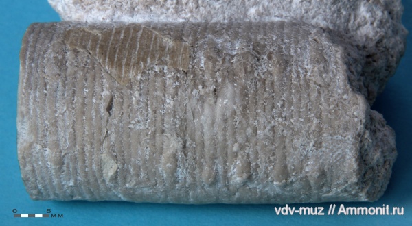 морские лилии, иглокожие, карбон, гжельский ярус, Самарская Лука, Poteriocrinus