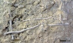 фрагменты стеблей  морских лилий