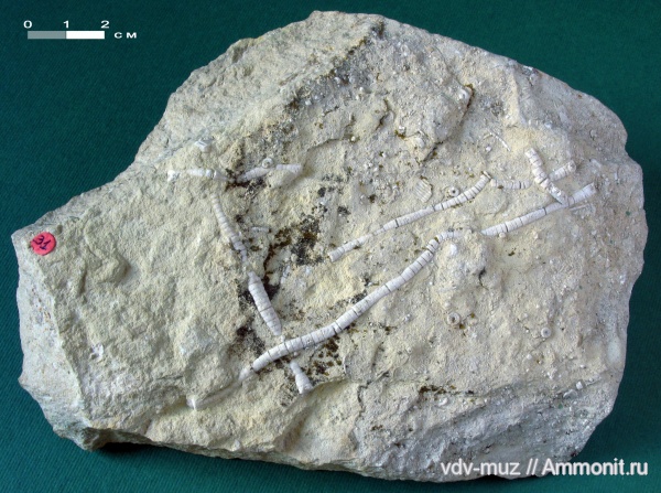 морские лилии, иглокожие, стебли, гора Тип-Тяв, нижняя пермь, Сокольи горы