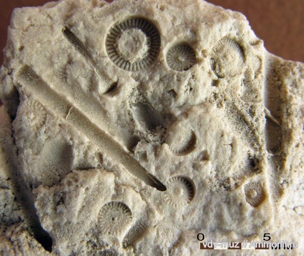 морские лилии, иглокожие, Archaeocidaris, стебли, гора Тип-Тяв, иглы, нижняя пермь, членики морских лилий, Сокольи горы