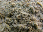 фрагменты стеблей  морских лилий