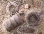 фрагменты стеблей  морских лилий. раковина фузулины