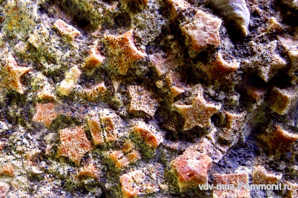 морские лилии, иглокожие, юра, волжский ярус, Pentacrinus, Саратовская область, Volgian, Jurassic