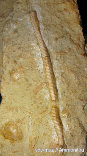 морские лилии, иглокожие, стебли, гора Тип-Тяв, нижняя пермь, Сокольи горы