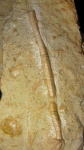 фрагмент стебля  морской лилии