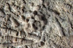 фрагменты стеблей, рук, чашечки  морских лилий (предп. сем-во Stellarocrinidae, род - ?)