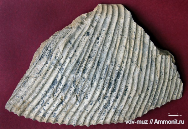 юра, мегаконхи, волжский ярус, Pseudovirgatites tenuicostatum, Virgatites giganteus, Оренбургская область, Volgian, Jurassic, Megaconchs