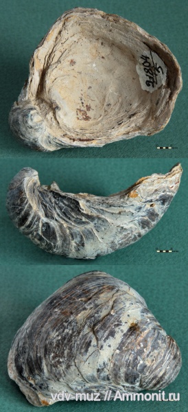 моллюски, двустворчатые моллюски, Ульяновская область, грифеи, Gryphaea, Gryphaea dilatata, Репьевка