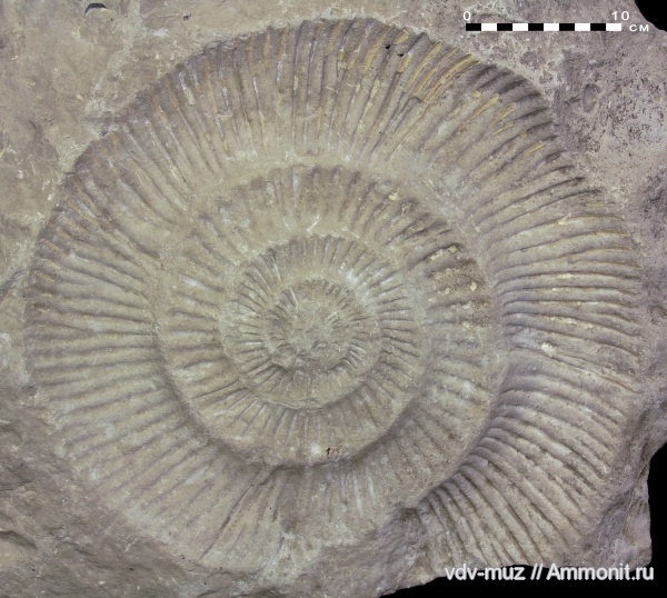 юра, макроконхи, Zaraiskites, волжский ярус, Самарская область, Epivirgatites, Macroconchs, Volgian, Jurassic