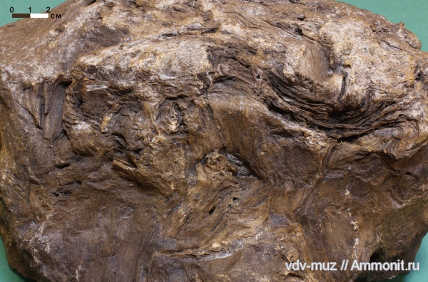 пермь, древесина, Самарская область, казанский, Клявлинский район, Permian