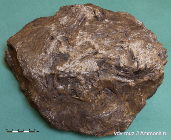 пермь, древесина, Самарская область, казанский, Клявлинский район, Permian