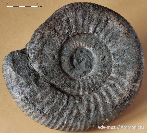 юра, мегаконхи, волжский ярус, Самарская область, Epivirgatites, титон, Кашпир, Tithonian, Volgian, Jurassic, Megaconchs