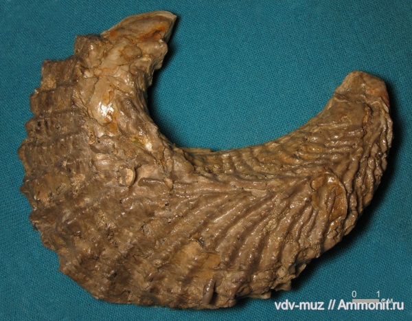 мел, Самарская область, верхняя юра, Lopha, Rastellum, Cretaceous, Upper Jurassic