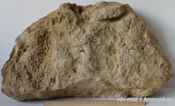 кораллы, кишечнополостные ископаемые Самарской обл.