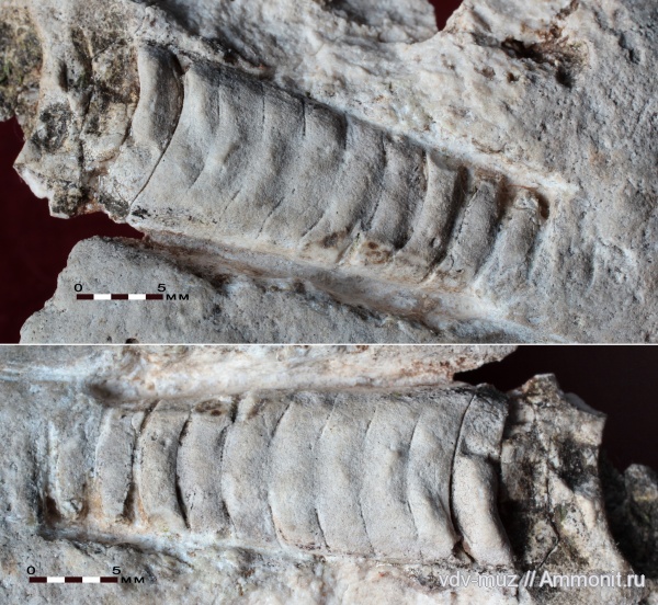 карбон, наутилоидеи, Самарская область, Orthocerida, Жигули