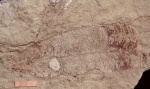 конулярия Conularia (= Paraconularia) hollebeni