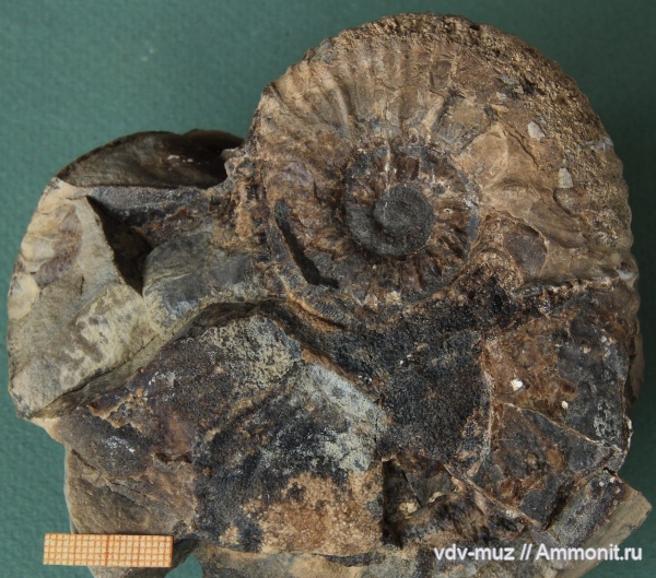 аммониты, мел, конкреции, Ульяновская область, Шиловка, сидерит