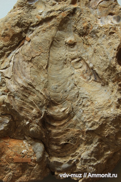 юра, двустворчатые моллюски, Самарская область, устрицы, Liostrea, Liostrea khoroschovensis, волжский региоярус, большеглушицкий район, лиострея