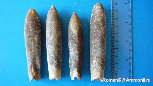 белемниты, мел, Саратовская область, Cretaceous, belemnites