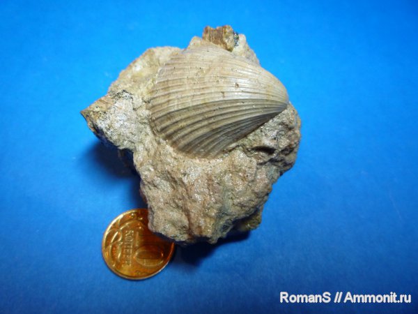 двустворки, Neithea