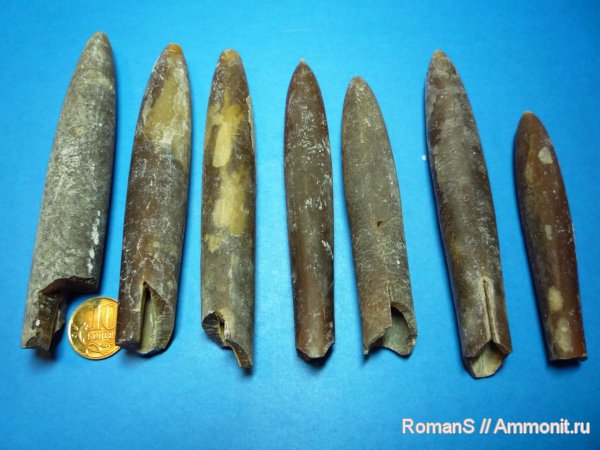 белемниты, Belemnitella, belemnites
