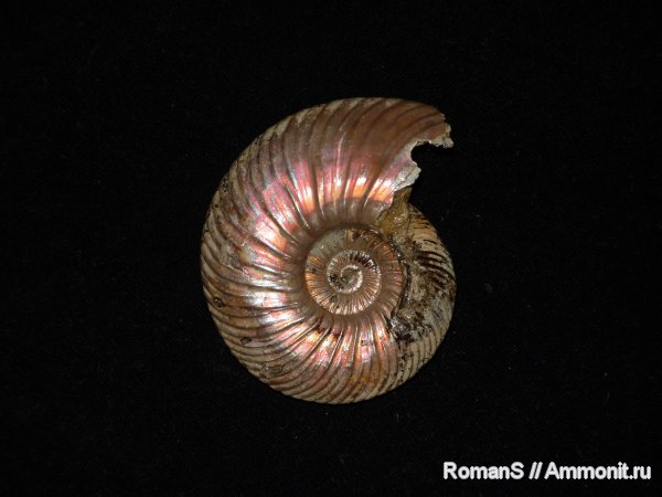 аммониты, юра, Quenstedtoceras, Дубки, Саратовская область, Cardioceratidae, Ammonites, Quenstedtoceratinae, Jurassic