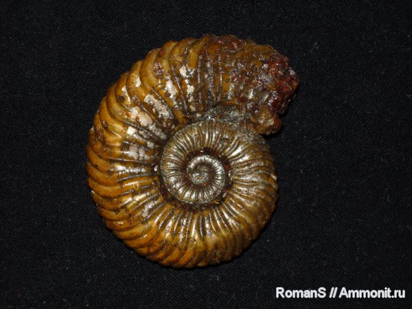 аммониты, Дубки, Саратовская область, Cardioceratidae, Ammonites