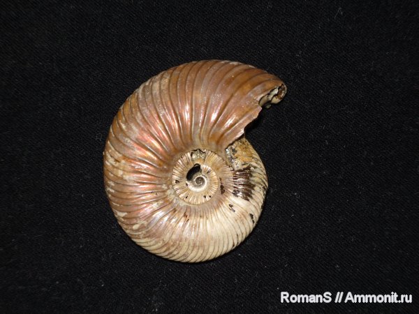 аммониты, Quenstedtoceras, Дубки, Саратовская область, Cardioceratidae, Ammonites, Quenstedtoceratinae