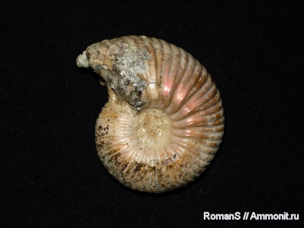 аммониты, Дубки, Eboraciceras, Саратовская область, Cardioceratidae, Ammonites
