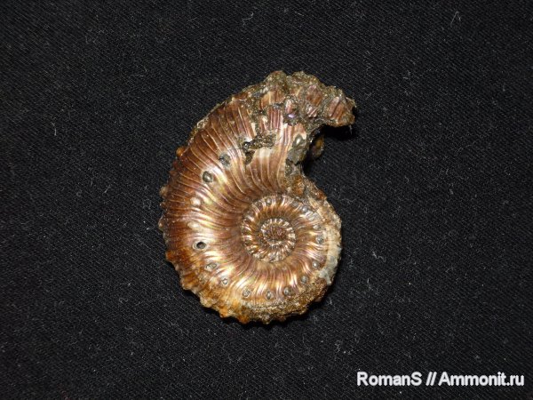 аммониты, Kosmoceras, Дубки, Kosmoceratidae, Саратовская область, Ammonites