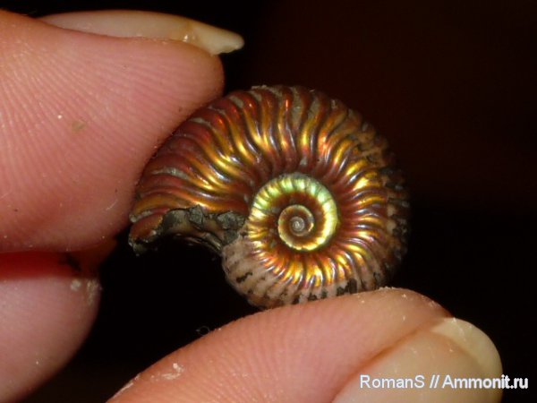 аммониты, Дубки, Vertumniceras, Саратовская область, Cardioceratidae, Ammonites